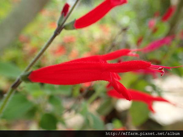 鳳梨鼠尾草 鳳梨鼠尾草