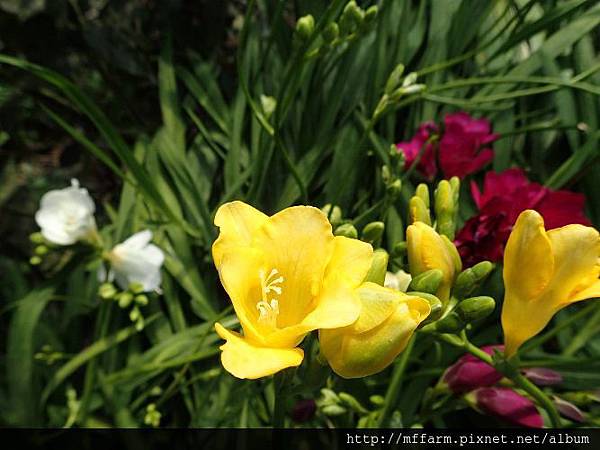 小蒼蘭1 小蒼蘭1