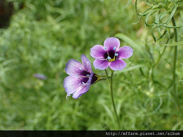 三色吉利2 三色吉利2