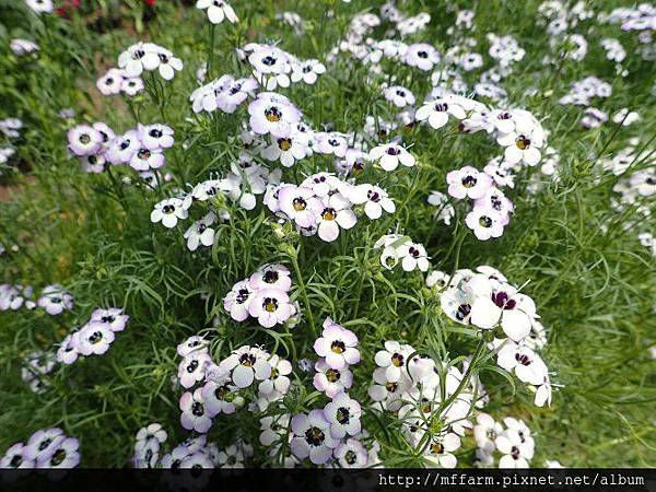 三色吉利1 三色吉利1