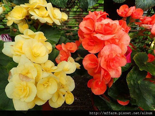 麗格秋海棠 麗格秋海棠