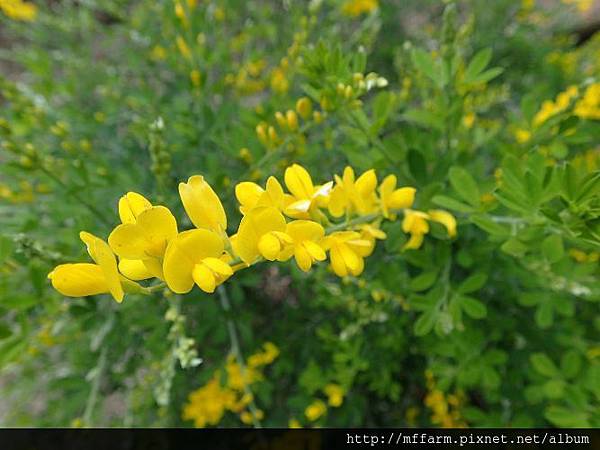 小金雀花 小金雀花