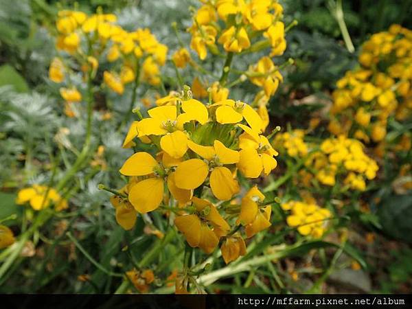 大橙黃花 大橙黃花