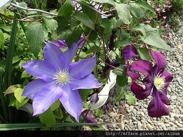 鐵線蓮2 鐵線蓮2