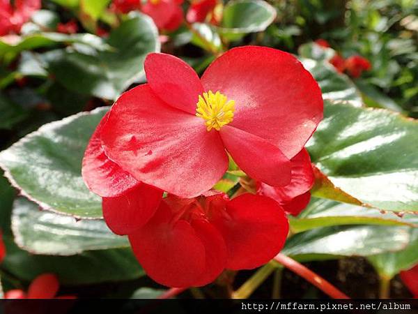 四季秋海棠1 四季秋海棠1