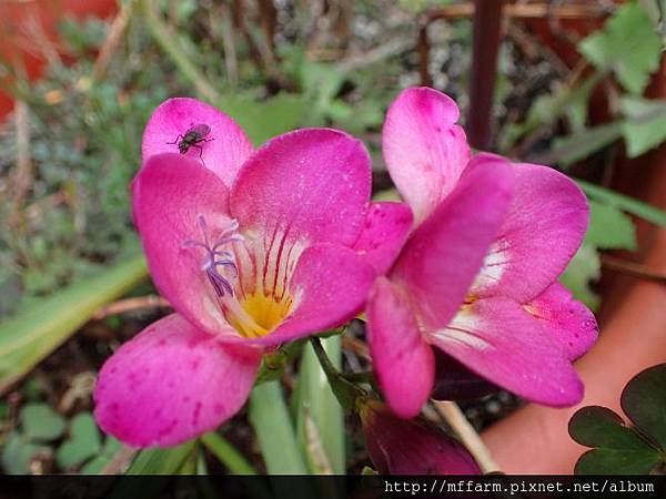 小蒼蘭2 小蒼蘭2