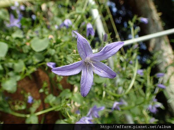 星花風鈴花 星花風鈴花