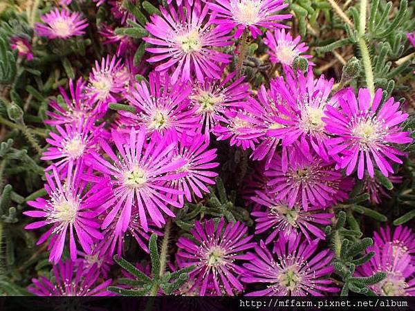松葉菊(冰晶花) 松葉菊(冰晶花)