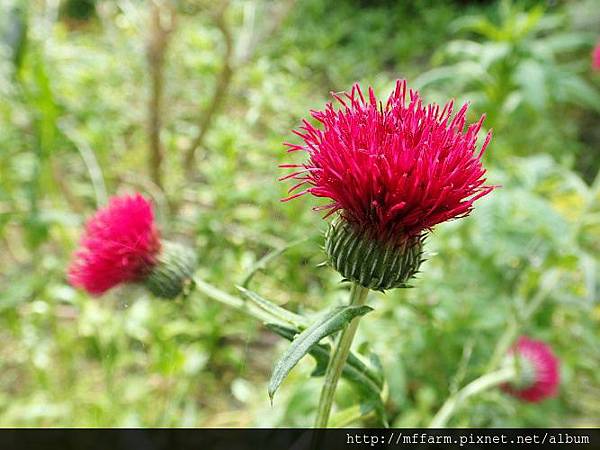 花薊 花薊