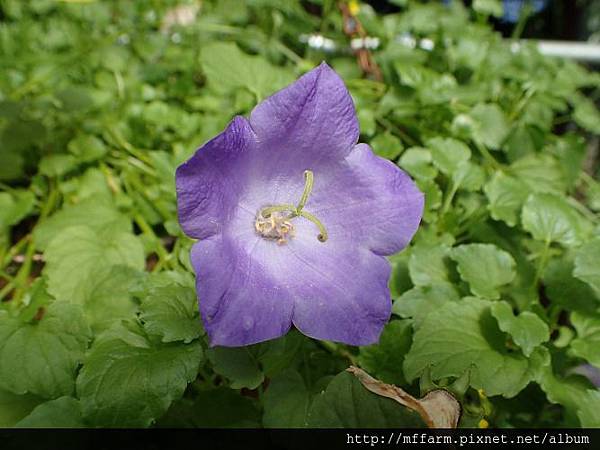 杯花風鈴花 杯花風鈴花