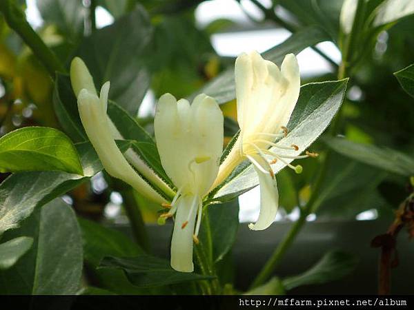 忍冬(金銀花) 忍冬(金銀花)