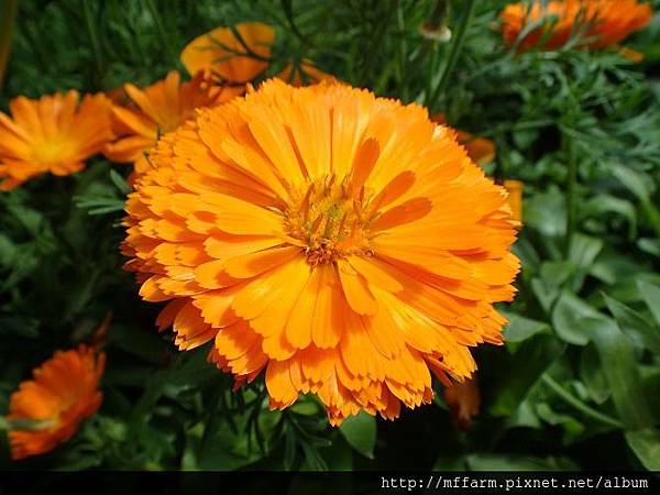 金盞花1 金盞花1