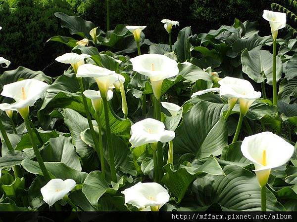 白花海芋 白花海芋
