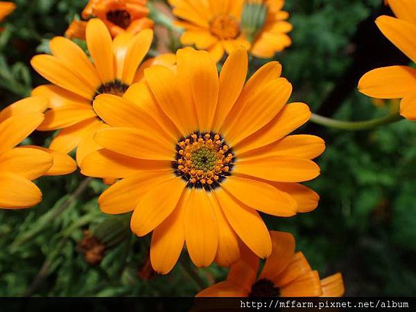 非洲金盞菊(銅錢花)