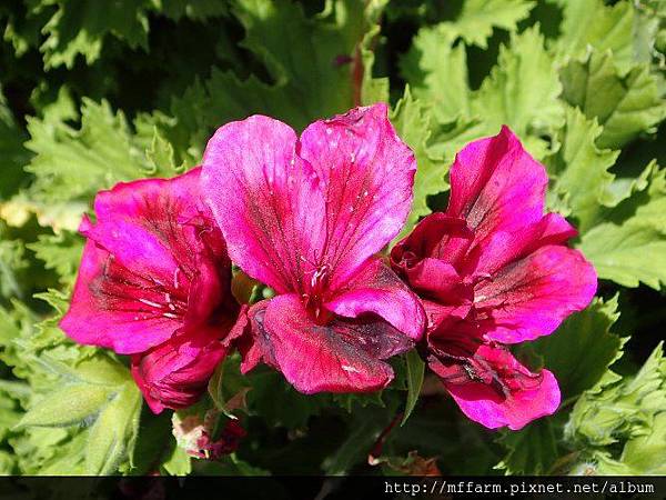 星光天竺葵 星光天竺葵