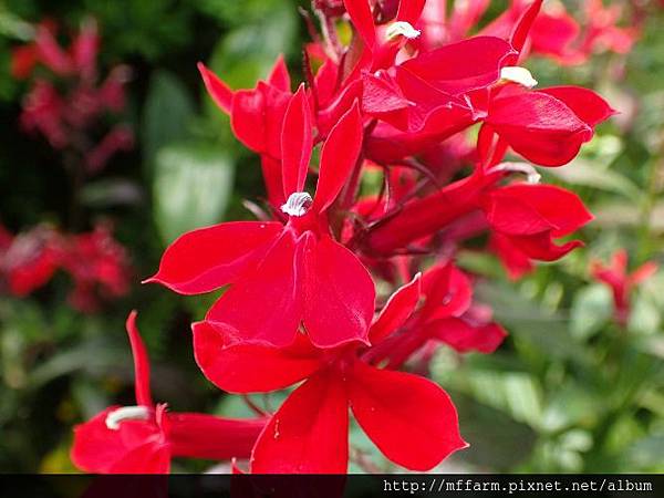 紅花山梗菜 紅花山梗菜
