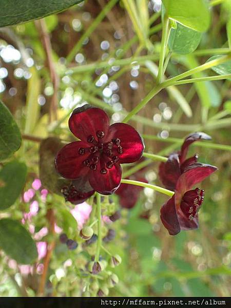 長穗木通 長穗木通