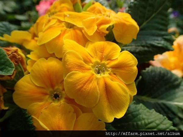 報春花1 報春花1