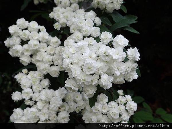 麻葉繡球(珍珠梅) 麻葉繡球(珍珠梅)