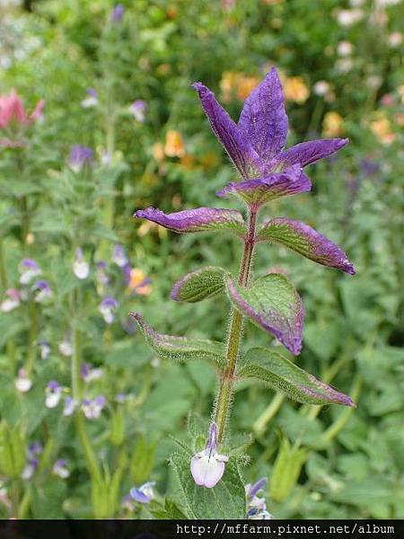 彩苞鼠尾草 彩苞鼠尾草