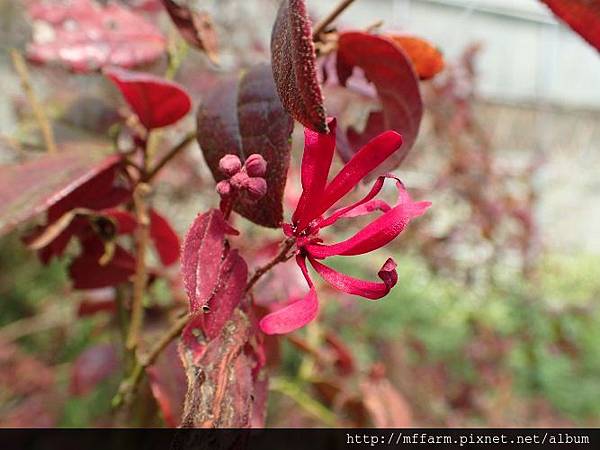 紅彩木(紅花繼木)