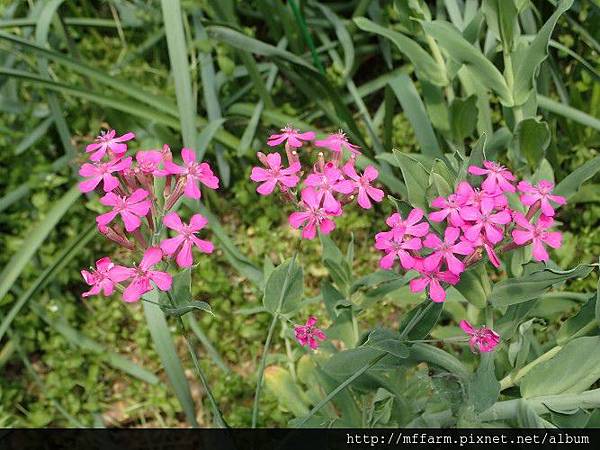 捕蟲瞿麥 捕蟲瞿麥