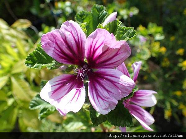 錢葵(錦葵) 錢葵(錦葵)