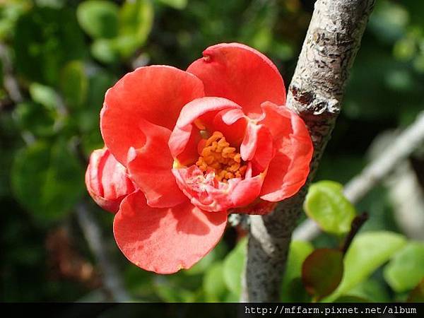 貼梗海棠 貼梗海棠