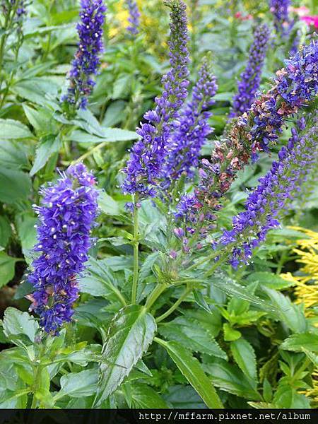 德國虎尾花 德國虎尾花