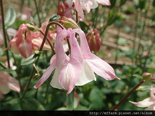 耬斗菜1 耬斗菜1