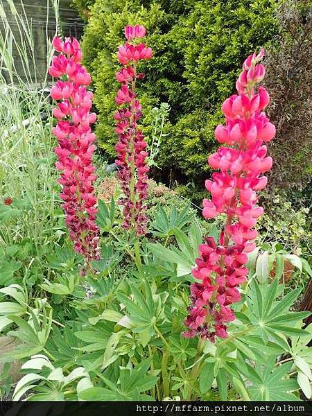魯冰花(羽扇豆)