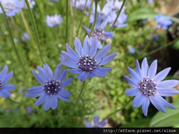 藍瑪格(藍雛菊) 藍瑪格(藍雛菊)