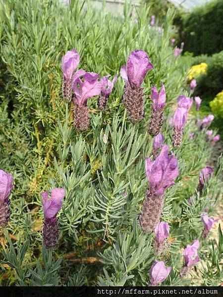 薰衣草 薰衣草