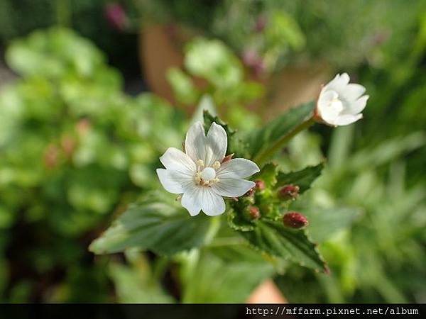 黑龍江柳葉菜 黑龍江柳葉菜