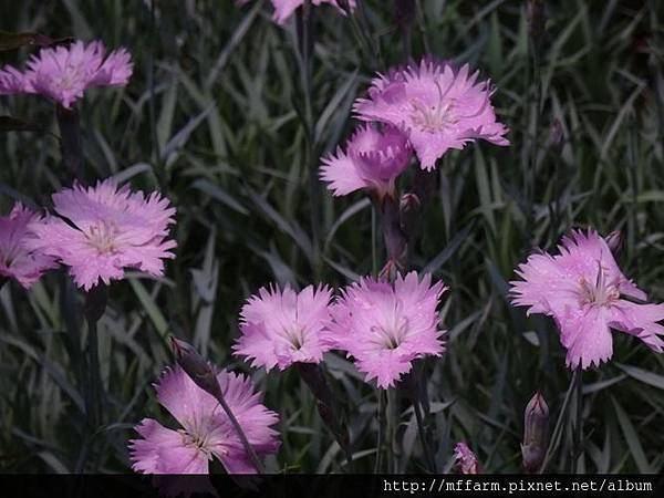 石竹 石竹
