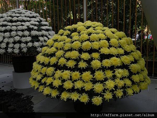 101222-23花博未來館 大立菊 (2)