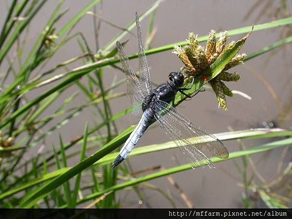 正停棲在池邊水草上的鼎脈蜻蜓(攝於奧萬大)