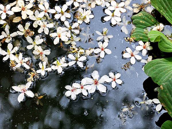 DSC_4460.jpg DSC_4460.jpg