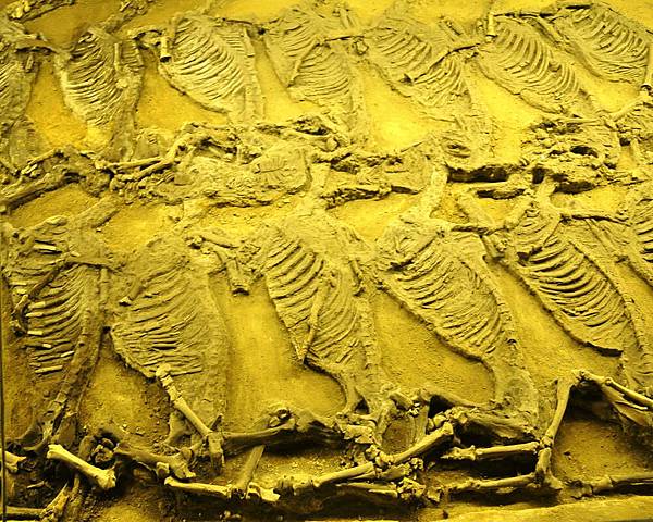 DSC_4905.jpg DSC_4905.jpg