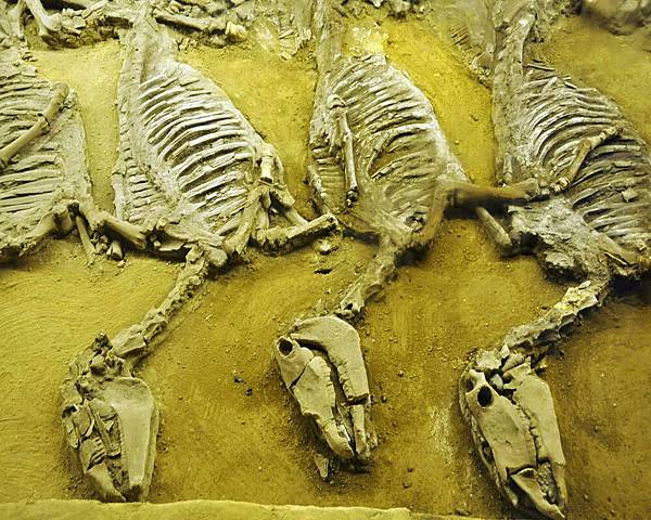 DSC_4911.jpg DSC_4911.jpg