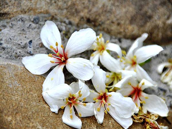 DSC_4477.jpg DSC_4477.jpg