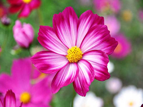 DSC_4343.jpg DSC_4343.jpg