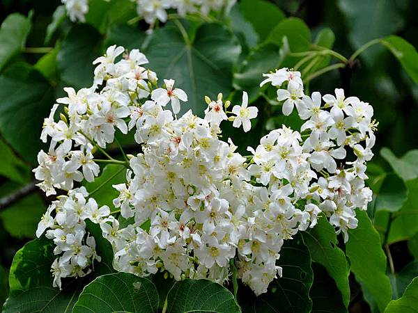 DSC_4527.jpg DSC_4527.jpg