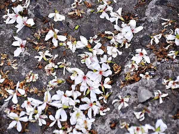 DSC_4513.jpg DSC_4513.jpg