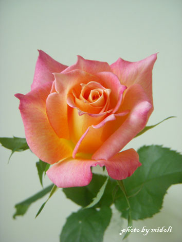 rose-3.jpg
