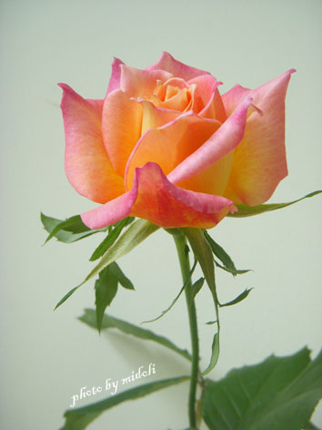 rose-5.jpg