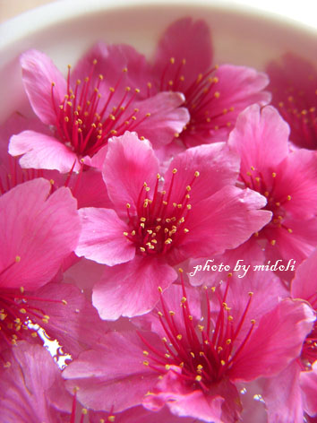櫻花 櫻花