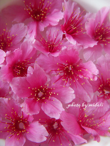 櫻花2 櫻花2