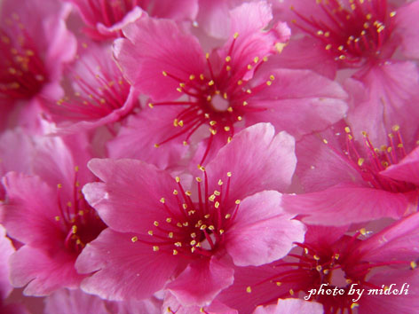 櫻花3 櫻花3