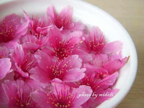 櫻花4 櫻花4